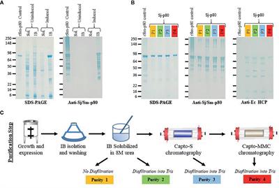 <mark class="highlighted">Process Development</mark> of Sj-p80: A Low-Cost Transmission-Blocking Veterinary Vaccine for Asiatic Schistosomiasis